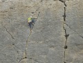 Rock climber on the Main Wall Trowbarrow.jpg