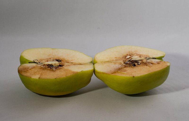 File:Quince (10921s) localcopy.jpg