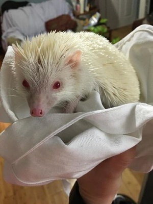 360px-Hedgehog with Albinism.jpg